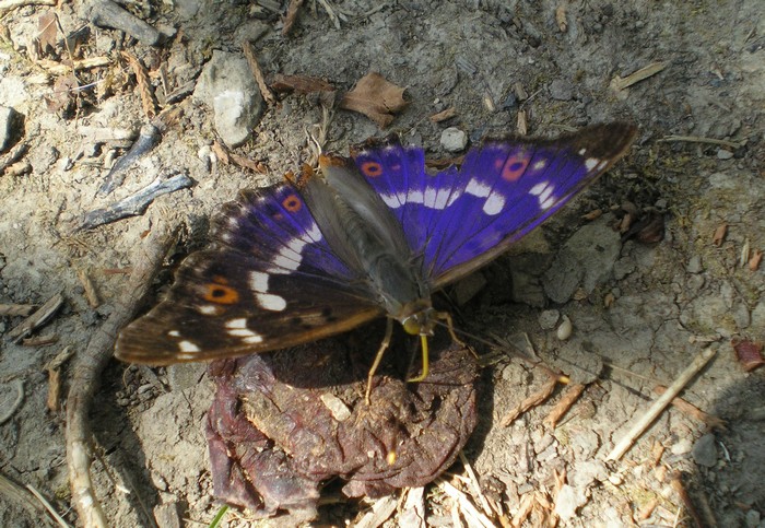 elogio all''Apatura ilia